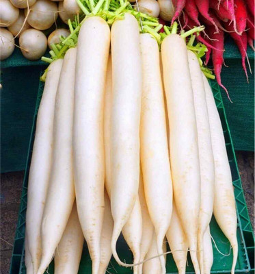 Hybrid Galaxy Fresh Hybrid Quality Radish Vegetable Seed(10 per packet)
