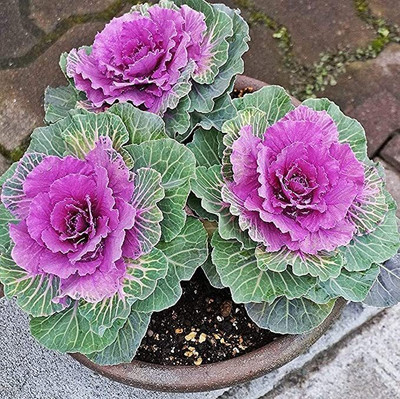 Aywal Ornamental Cabbage / kale Mix Heirloom Flower Seed(10 per packet)
