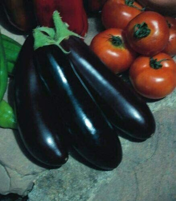 CYBEXIS Seeds of Vegetable Aubergine Long Purple Brinjal600 Seeds Seed(600 per packet)