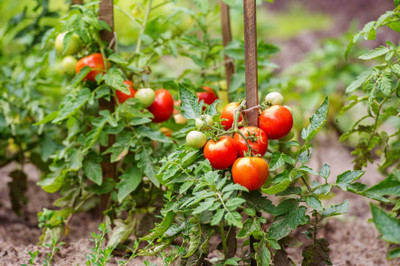 JAYANTAHALDER Tomato Seed(150 per packet)