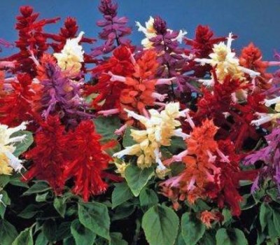 Mozette Hybrid Salvia Mix Seed(55 per packet)