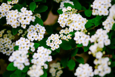 zabbus gypsophila flower Seed(200 per packet)