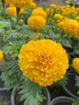 Decon marigold/gende ka phool flower seeds Seed(25 per packet)