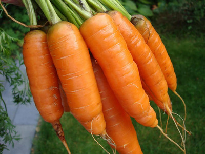 CYBEXIS TLX-75 - Carrot - Scarlet Nantes - (750 Seeds) Seed(750 per packet)