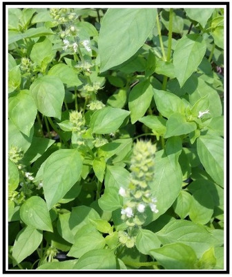 Qualtivate VXI-26 Lime Basil Herb Seeds Seed(1000 per packet)