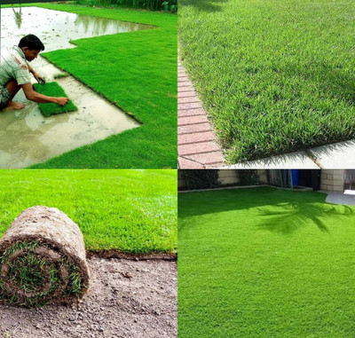 ibains Lawn grass seeds grown in shade biij Seed(4700 per packet)