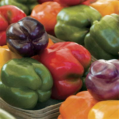 KNESSiN Capsicum Multicolor Seed(50 per packet)