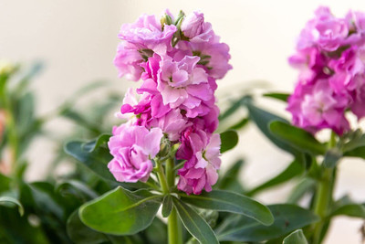 Aywal Deep Rose Ten Week Dwarf Stocks (Matthiola Icana) Seed(30 per packet)