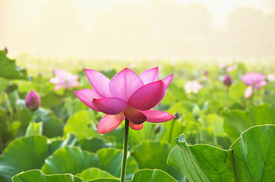 SENECIO lotus,kamal gatta Seed(14 per packet)