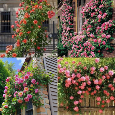 ibains Climbing Rose Seed no of seeds 37 Seed(37 per packet)