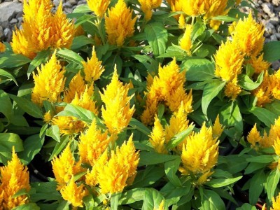 Qualtivate PUAS-16 Celosia Mix Seeds also called Cockscomb Seed(50 per packet)