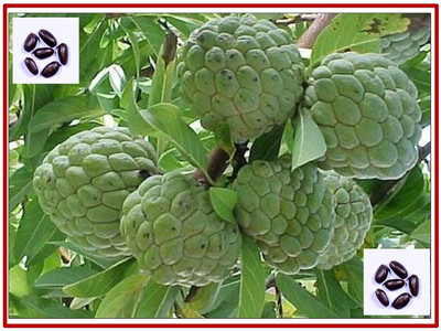 Aywal Custard Apple Hybrid Seed(25 per packet)
