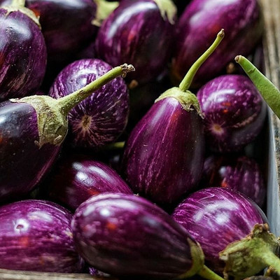 UGRA Brinjal Seed(150 per packet)