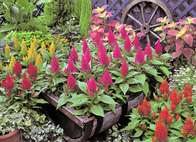 ZIXA Celosia Castle Flower Seed(200 per packet)