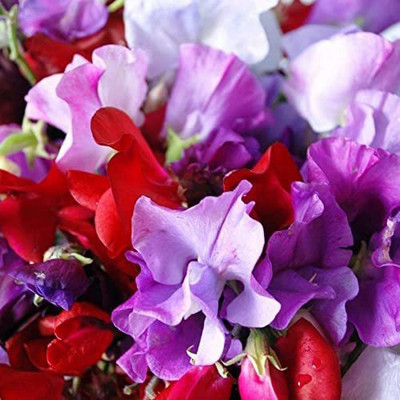 VibeX ® VXI-700 Royal Mix Sweet Pea Seeds Seed(50 per packet)
