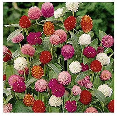 Lorvox Gomphrena Flower Seed(100 per packet)
