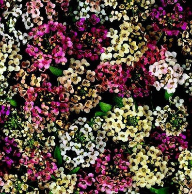 Avysa Aphrodite Mix Alyssum Seed(80 per packet)