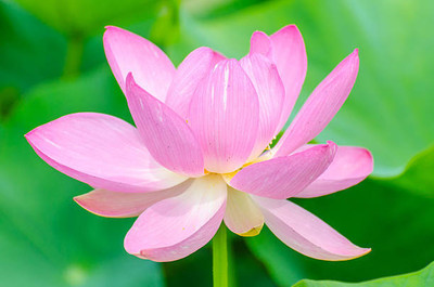 Oliver lotus,kamal gatta Seed(14 per packet)