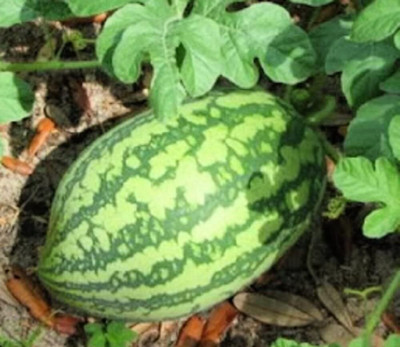 Biosnyg High Yield Florida Giant Watermelon Seeds For Gardening-(50 Seeds) Seed(50 per packet)