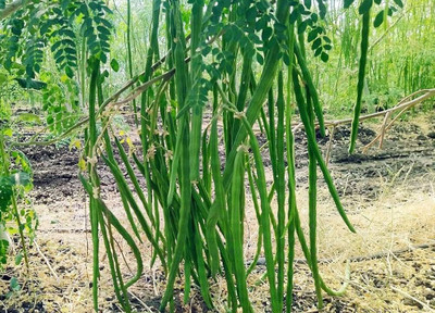 ibains Moringa seed pkm Seed(64 per packet)