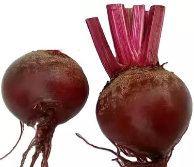 LPR CHUKANDAR,,BEETROOT Seed(40 per packet)