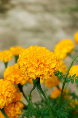 Prizex marigold/gende ka phool flower seeds Seed(50 per packet)