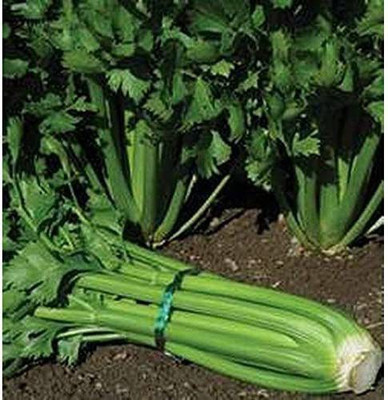 CYBEXIS LX-98 - Tall Utah 52/70 Celery - (250 Seeds) Seed(250 per packet)