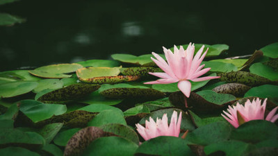 PMA lotus,kamal gatta Seed(14 per packet)