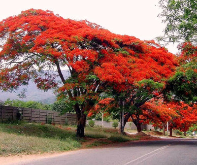SUAA Gulmohar flower Seed(15 per packet)