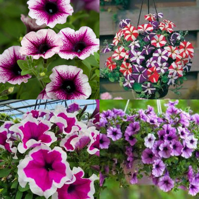 ibains Petunia seeds mix colour bij 39 Seed(39 per packet)