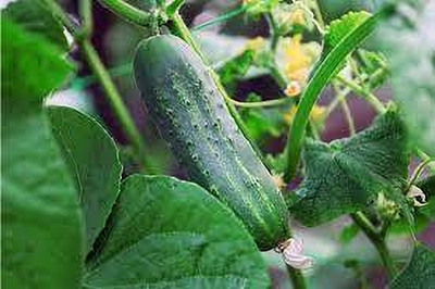 Seedsqlty Cucumber seeds for home garden Seed(70 per packet)