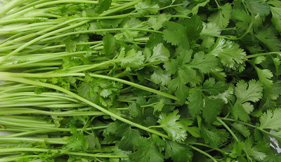VibeX XLL-35 - Nan Ling Cutting Celery - (750 Seeds) Seed(750 per packet)