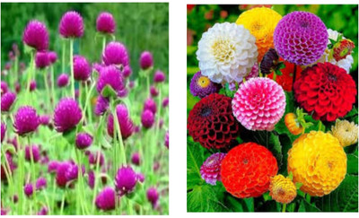 AA ENTERPRISES globe amaranth, Chendumalli, Vadamalli, teliya kalappu, dahil, dahalia Seed(80 per packet)