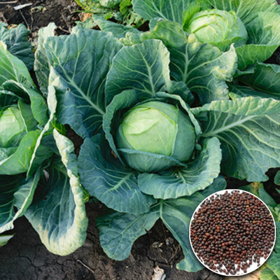 Greenfall Fast-Growing Cabbage F1 Seed(50 per packet)