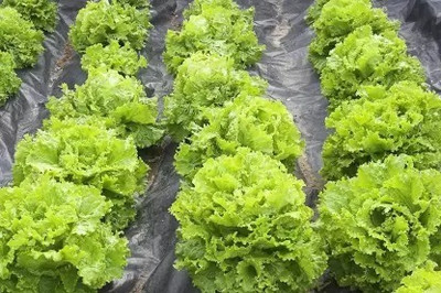 MAA Lettuce, Iceberg Seed(45 per packet)