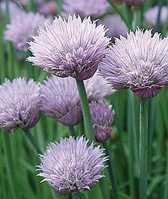 KNESSiN Chive Seed(200 per packet)