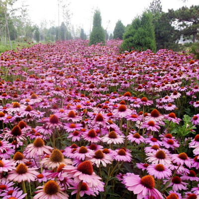 VibeX LX-64 - Purpless chrysanthemum Rare Exotic Flower - (30 Seeds) Seed(30 per packet)