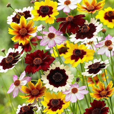 Aywal Coreopsis flower Seed(10 per packet)