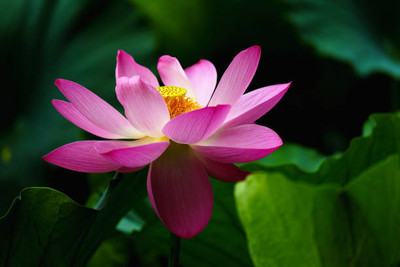 VEERAVI lotus,kamal gatta Seed(10 per packet)