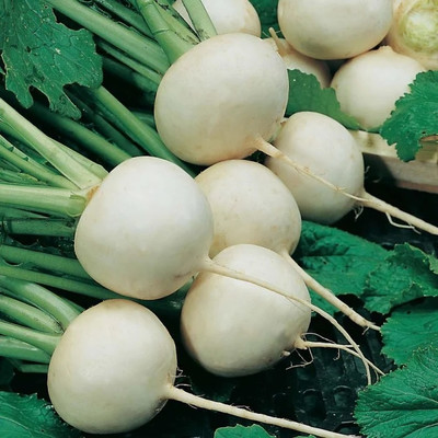 MYLAWN Organic White Ball Turnip/Shalgam Seed(2000 per packet)