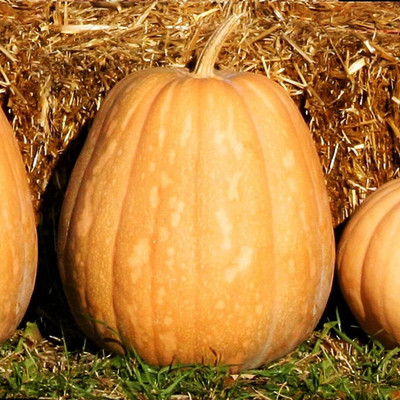 Qualtivate PUA5-A Dickinson Pumpkin Seeds Seed(50 per packet)