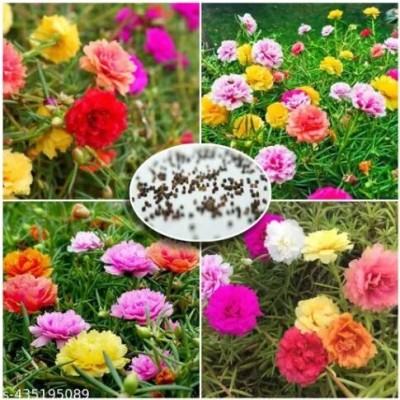 BEE Garden Rainbow Moss Rose (Portulaca) Flower Seeds – 100 Seeds for Vibrant Home Garden Seed(100 per packet)