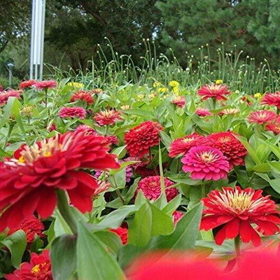Lorvox Chrysanthamum Mix/Chamanti Seed(65 per packet)