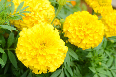 VAHISSH LIFE INC marigold/gende ka phool flower seeds Seed(75 per packet)