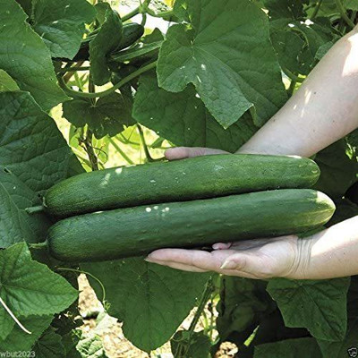 CYBEXIS GUA-15 - Early Spring Cucumber - (450 Seeds) Seed(450 per packet)