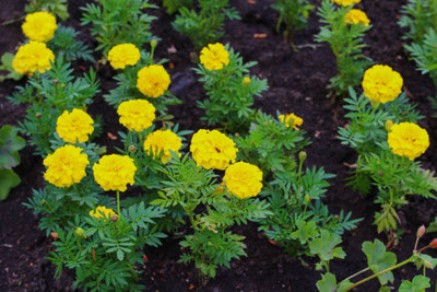 GREENZ marigold/gende ka phool flower seeds Seed(25 per packet)