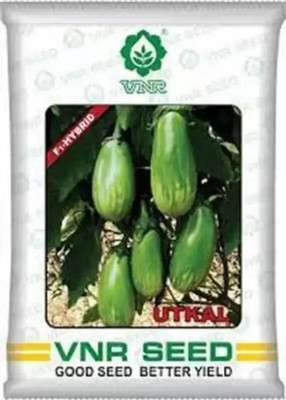the green dotcom VNR Brinjal Seed (10 g) Seed(60 per packet)
