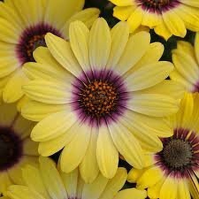 Aywal African Daisy – Dimorphotheca Mixed Color Flower Seed(40 per packet)