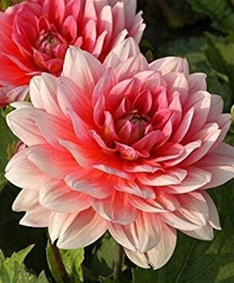 LPR DAHLIA Seed(5 per packet)