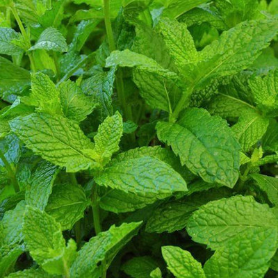 CYBEXIS XLR-74 - Mojito Mint Plant - (150 Seeds) Seed(150 per packet)